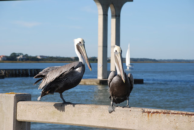 Vilano Beach Pier - pelican