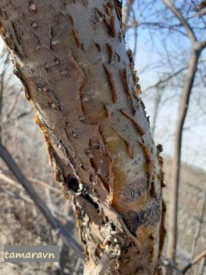 Маакия амурская (Maackia amurensis)