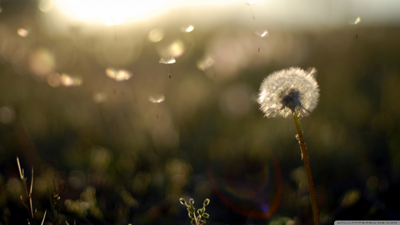 pk wallpaper zone provides you the Dandelion Flowers Wallpapers.You ...