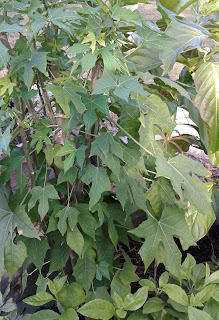 chaya Cnidoscolus  chayamansa  starter plant 