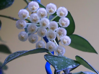 hoya-krohniana-eskimo