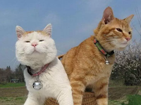 Inilah Cara Melebatkan Bulu Kucing Kampung Dengan Benar dan Aman