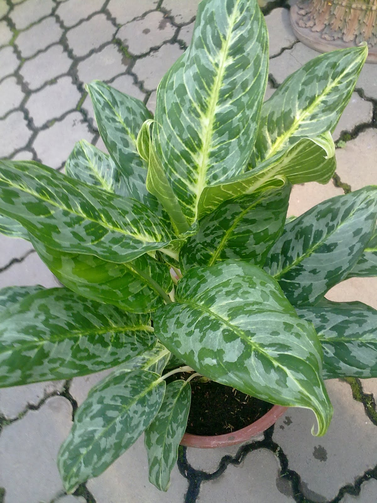 SF Landscape Gardens AGLAONEMA  HYBRID