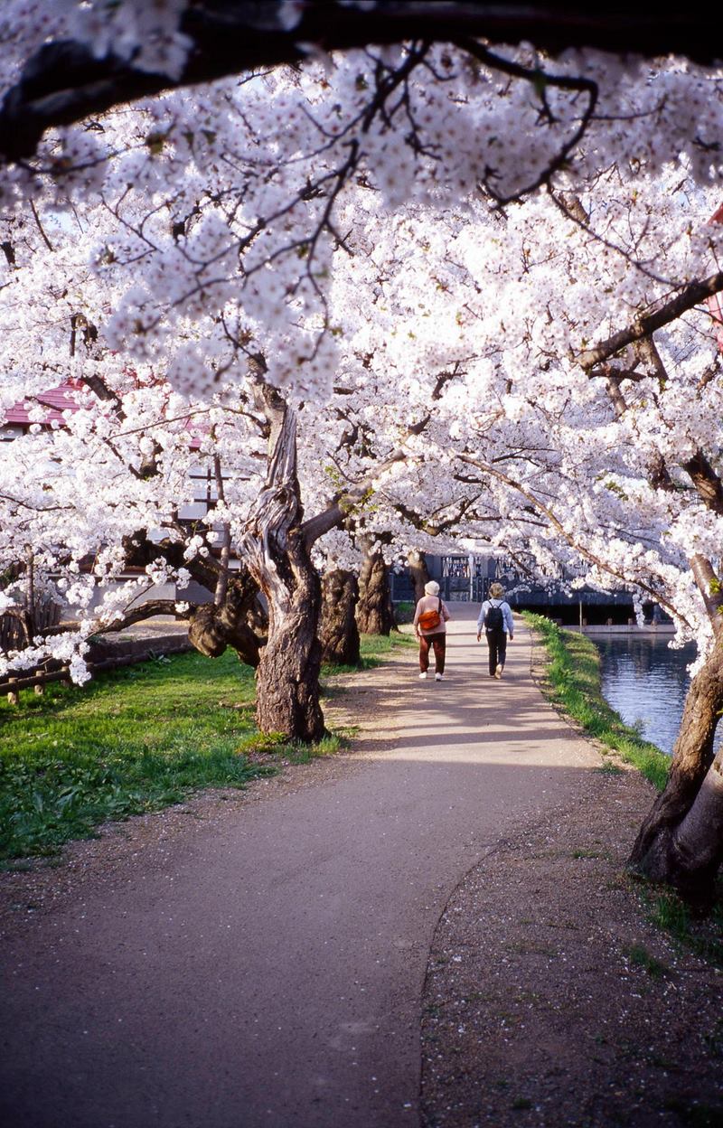 Ritebook: Hirosaki Sakura Cherry Blossom Festival, Japan