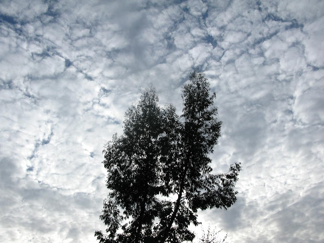 Eucalyptus tree silhouetted against cloud-spattered sky.