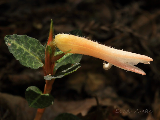 Goodyera biflora