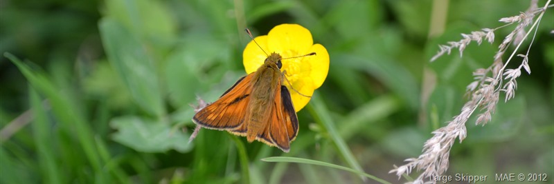 2012-07-01 Copse Wood 007
