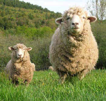 Sheep Picture