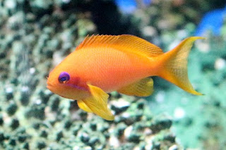 Pseudanthias squamipinnis