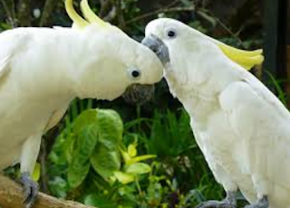 Burung Kakak Tua Jambul Kuning