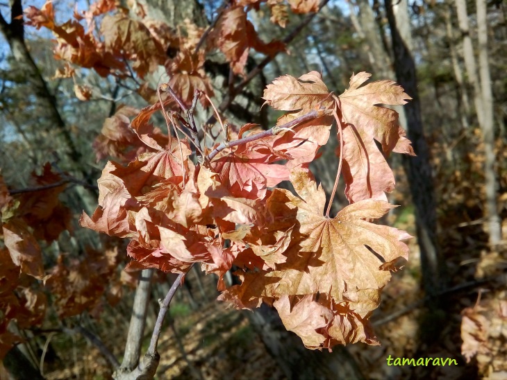 Клён ложнозибольдов (Acer pseudosieboldianum)