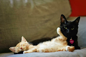 Funny cats - part 79 (35 pics + 10 gifs), kitten snuggles with adult cat