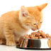 Tips Memilih Makanan yang Tepat Untuk Kucing Munchkin