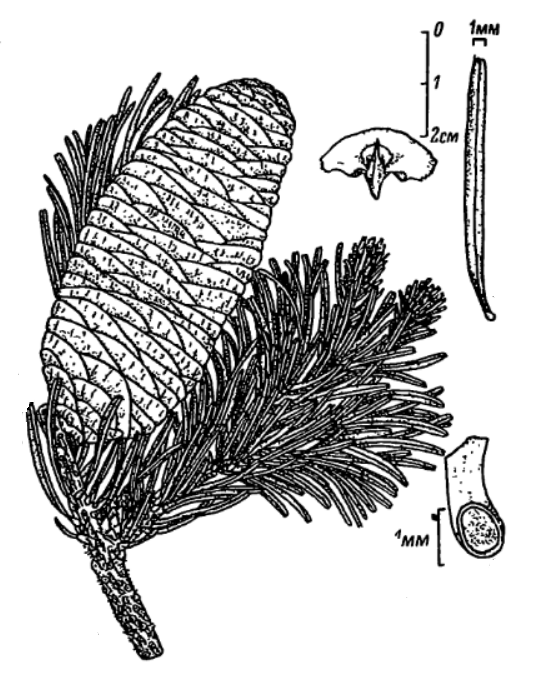 Пихта белокорая / Пихта почкочешуйная (Abies nephrolepis)