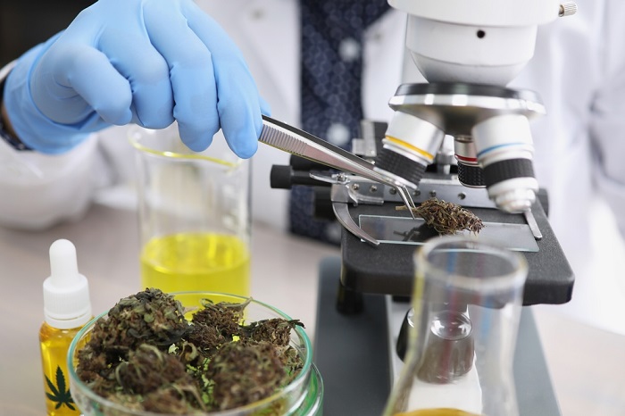 What is research on CBD Everything You Need to Know About CBD