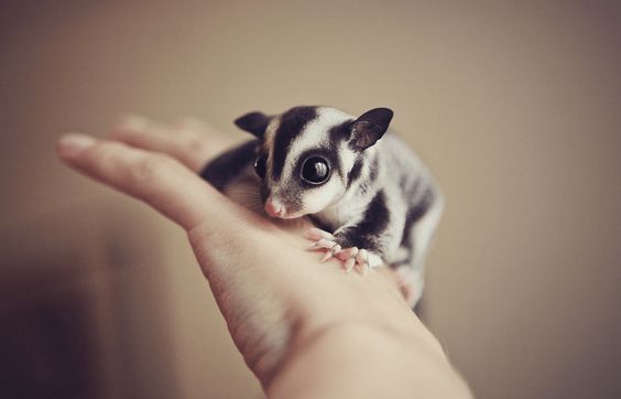 Sugar Glider