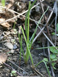 Muscaris non identifiés - Muscari sp.