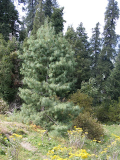 big trees in Mushk Puri