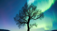 Lone tree aurora boreal