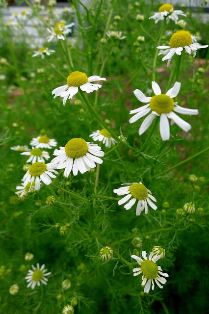 Chamomile