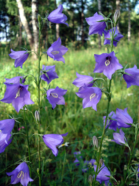 flowers bells