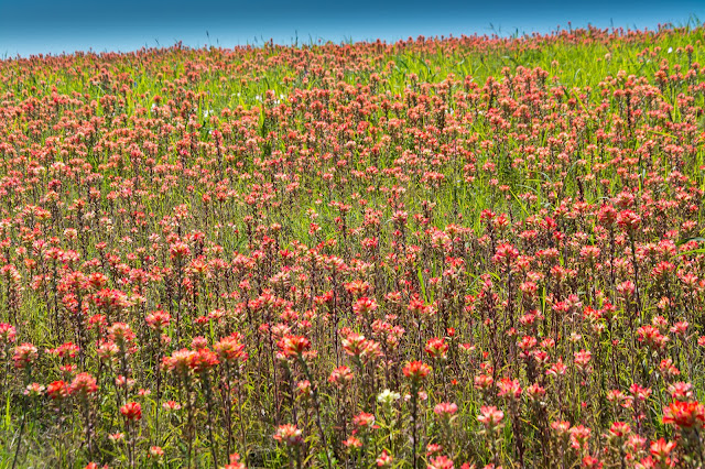 Indian Paintbrush, I-35E North of Waco