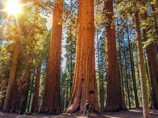 Redwood National and State Park, California