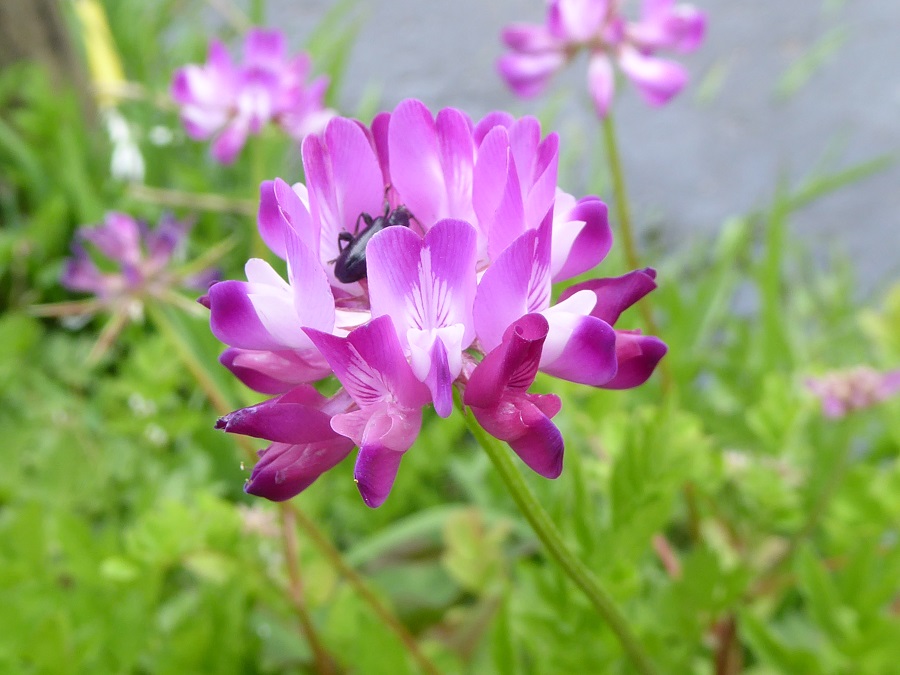 蓮華の花