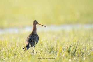 Wildlifefotografie Uferschnepfe Ochsenmoor Olaf Kerber