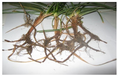 Morfologi Rumput Teki Cyperus rotundus serta Khasiat dan Manfaatnya