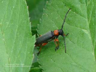 Phytoecia (Musaria) affinis DSC19336