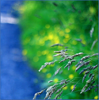 blue, green, grass, flowers,  Summer light © Annie Japaud Photography 2013