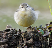 Lavandera cascadeña (Motacilla cinerea)