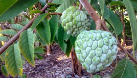 Khasiat dan Manfaat Buah Srikaya bagi Kesehatan