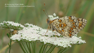 Melitaea phoebe DSC92674