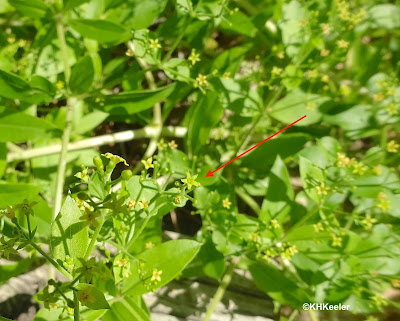 madder flowers, Rubia tinctoria