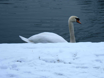 Demi-cygne guillaume lelasseux 2009