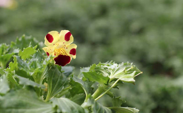 Monkey Flowers