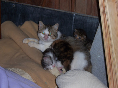 Maman chatte et ses petits au repos