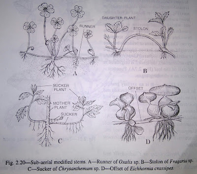 Stem: modification of stem, functions, types of modified underground stems,sub-aerial modified stems- digieduco