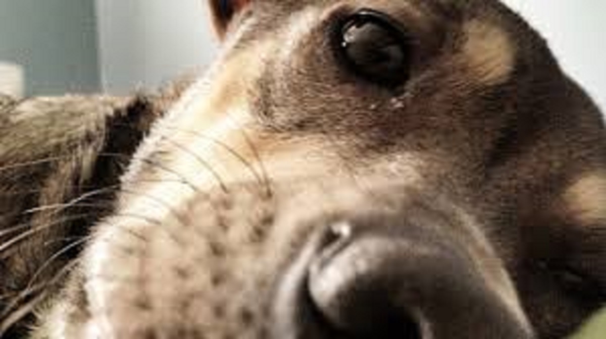 The Functions of Dogs Whiskers - Doglopedix