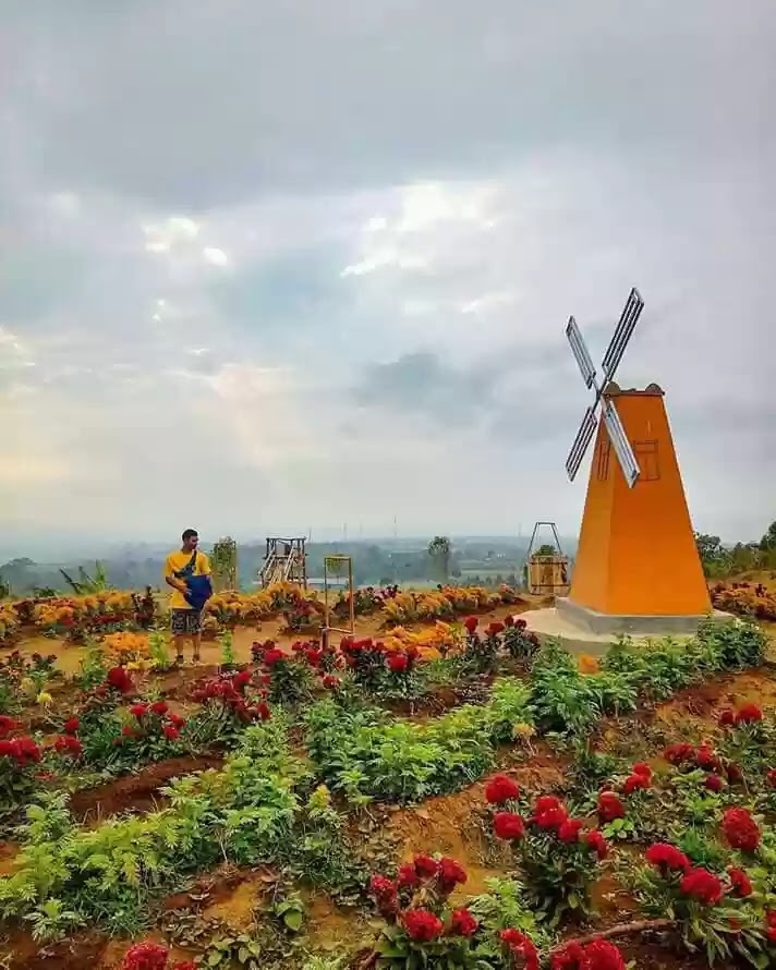 Taman Bunga Celosia Tempat Wisata Selfie Terbaru Di Kuningan