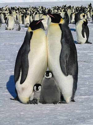 Penguin's family