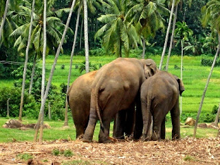 sri lankan elephant+thunpath rana