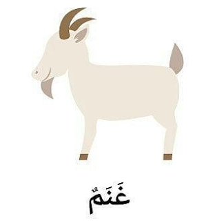 Bahasa Arab Kambing