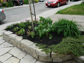 New front garden makeover in Wychwood after by Paul Jung Gardening Services--a Toronto Gardening Company