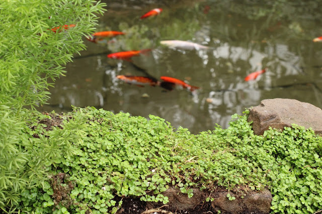 goldfish pond