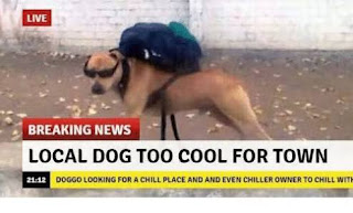LOCAL DOG TOO COOL FOR TOWN BREAKING NEWS