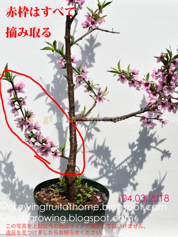 初心者でもできる桃の育て方 鉢植え プランター編 おいしい鉢植え果樹の栽培育て方 自宅を果樹園に