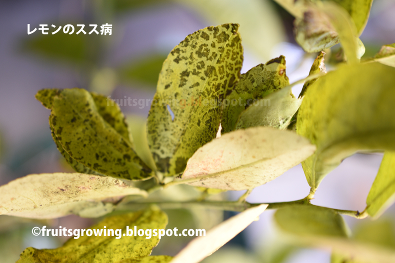 実演 鉢植えレモンの木の育て方 おいしい鉢植え果樹の栽培育て方 自宅を果樹園に 実演 鉢植えレモンの木の育て方 おいしい鉢植え果樹の栽培育て方 自宅を果樹園に